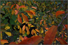 Kirschbaum im Herbst, Herbstlaub, Foto