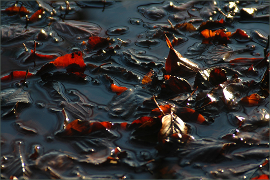 Rotes Laub im Wasser