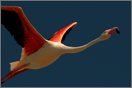 Flamingo, Foto, jpg